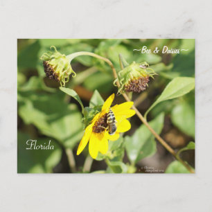 Cartão Postal Cartão-postal Bee on Yellow Daisies Florida