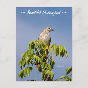 Cartão Postal Cartão-postal Bela Mockingbird