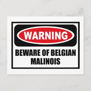Cartão Postal Cartão-postal BÉLGICO MALINOIS