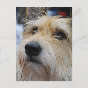 Cartão Postal Cartão-postal Berger Picard