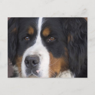 Cartão Postal Cartão-postal Berner Sennenhund