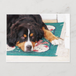 Cartão Postal Cartão-postal Bernese Mountain Dog