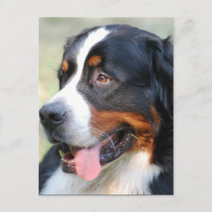 Cartão Postal Cartão-postal Bernese Mountain Puppy
