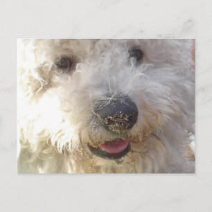 Cartão Postal Cartão-postal Bichon Frise
