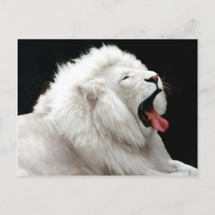 Cartão Postal Cartão-postal Big Cats