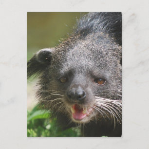 Cartão Postal Cartão-postal Binturong