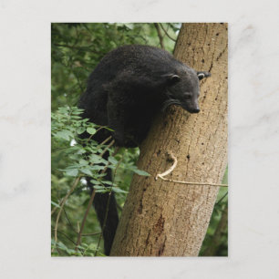 Cartão Postal Cartão-postal Binturong