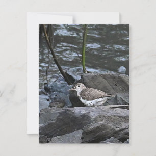 Cartão Postal Cartão-postal Bird on Rocks