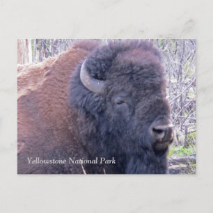 Cartão Postal Cartão-postal Bison Closeup