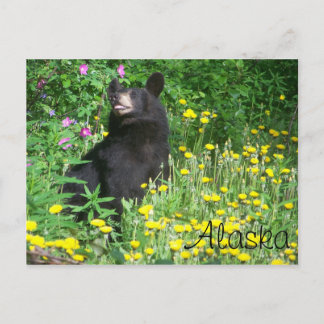Cartão Postal Cartão-postal Black Bear