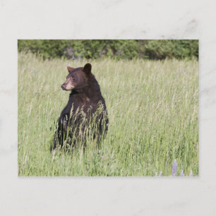 Cartão Postal Cartão-postal Black Bear