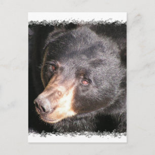Cartão Postal Cartão-postal Black Bear