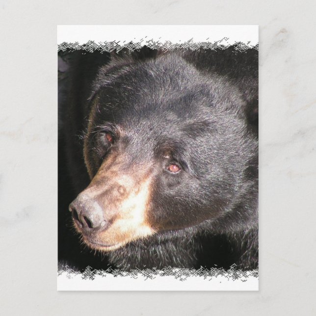 Cartão Postal Cartão-postal Black Bear (Frente)