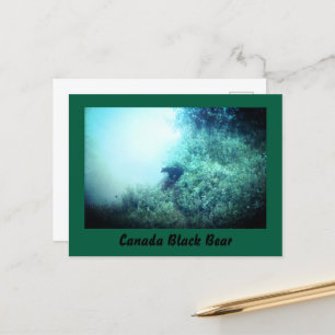 Cartão Postal Cartão-postal Black Bear do Canadá