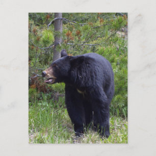 Cartão Postal Cartão-postal Black Bear Wildlife