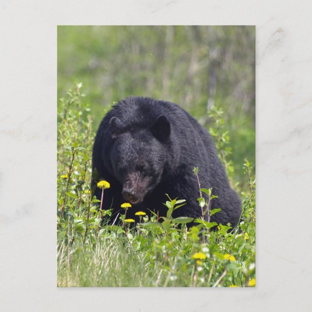 Cartão Postal Cartão-postal Black Bear Wildlife (Frente)