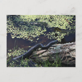 Cartão Postal Cartão-postal Black Cobra nº 6543