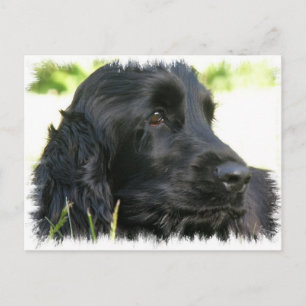 Cartão Postal Cartão-postal Black Cocker Spaniel Dog