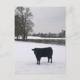Cartão Postal Cartão-postal Black Cow in Snow