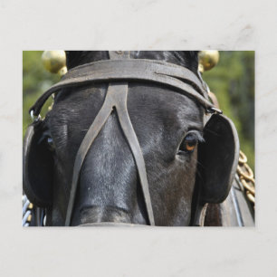 Cartão Postal Cartão-postal Black Draft Horse