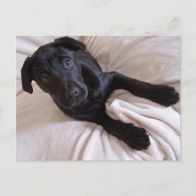 Cartão Postal Cartão-postal Black Lab (Frente)