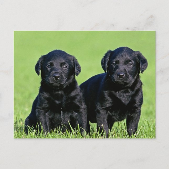 Cartão Postal Cartão-postal Black Labrador Retriever Puppy Dog (Frente)
