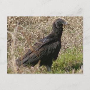 Cartão Postal Cartão-postal Black Vulture