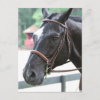 Cartão-postal Black Warmblood
