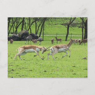 Cartão Postal Cartão-postal Blackbuck Antelope
