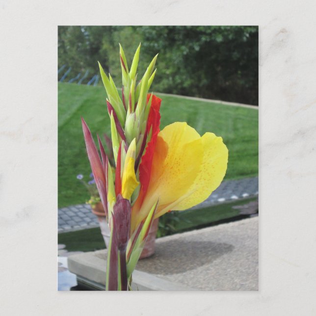 Cartão Postal Cartão-postal Bloom Cannas Multicolor (Frente)