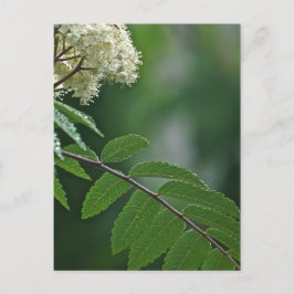 Cartão Postal Cartão-postal Blossom de Rowan