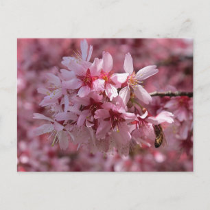 Cartão Postal Cartão-postal Blossomo de Cereja Rosa Bonito