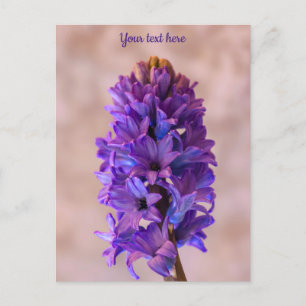Cartão Postal Cartão-postal Blue Hyacinth