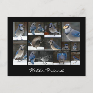 Cartão Postal Cartão-postal Blue Jay
