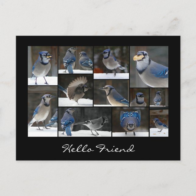 Cartão Postal Cartão-postal Blue Jay (Frente)