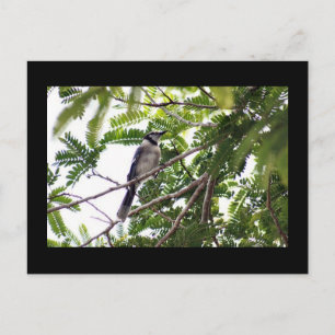 Cartão Postal Cartão-postal Blue Jay