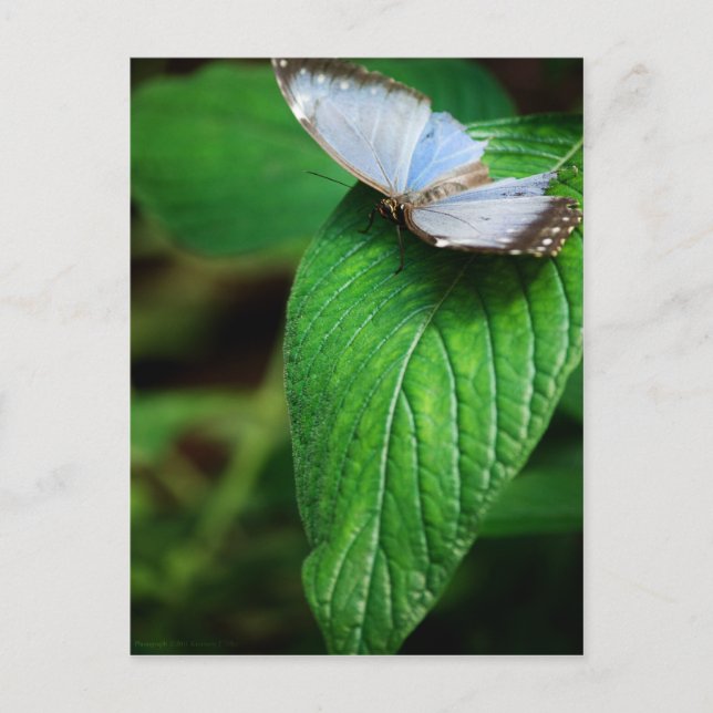 Cartão Postal Cartão-postal Blue Morpho 112 (Frente)