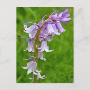 Cartão Postal Cartão-postal Bluebell Roxo