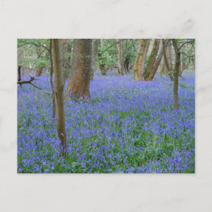 Cartão Postal Cartão-postal Bluebell Wood