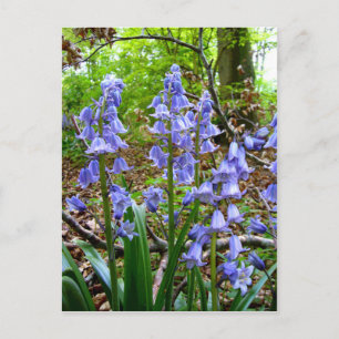 Cartão Postal Cartão-postal BLUEBELLS