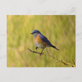 Cartão Postal Cartão-postal Bluebird Ocidental
