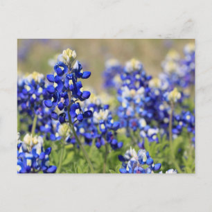 Cartão Postal Cartão-postal Bluebonnet