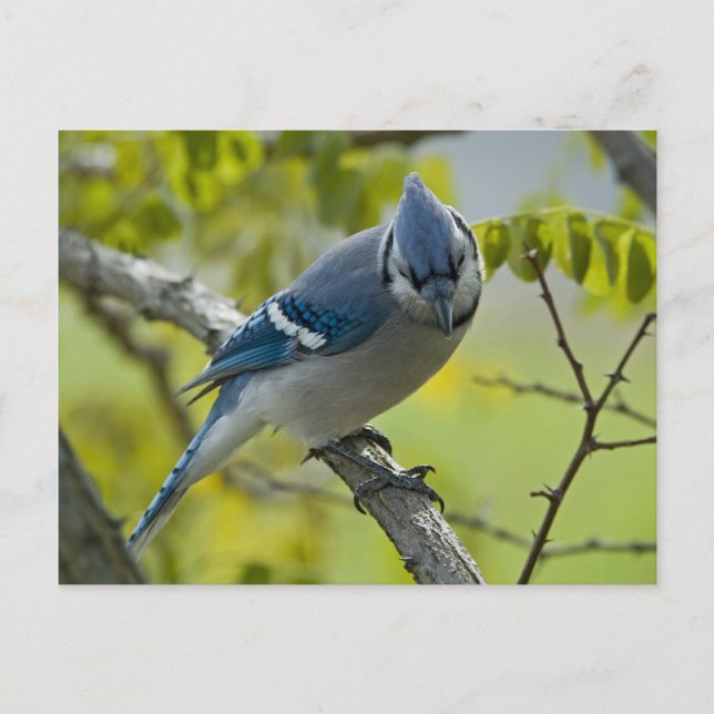 Cartão Postal Cartão-postal Bluejay (Frente)