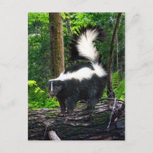 Cartão Postal Cartão-postal "Bomba"