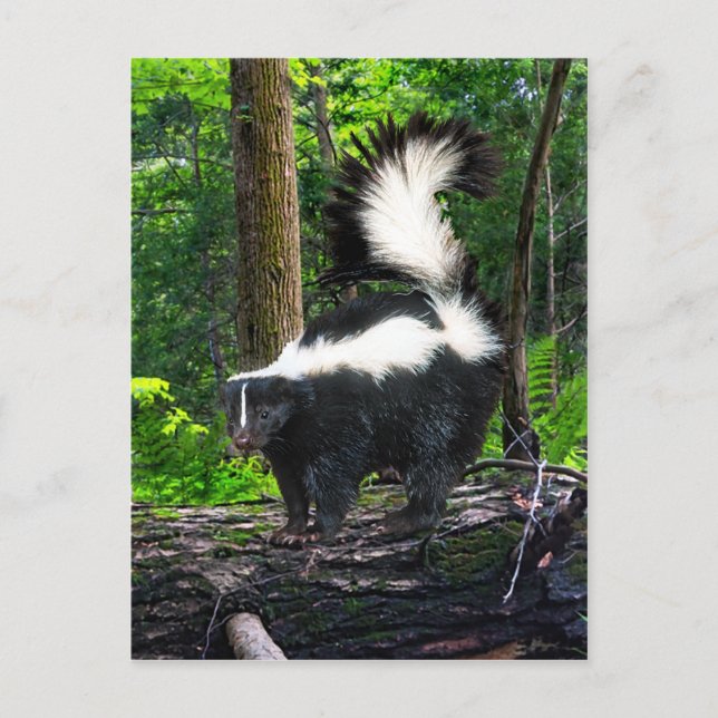 Cartão Postal Cartão-postal "Bomba" (Frente)