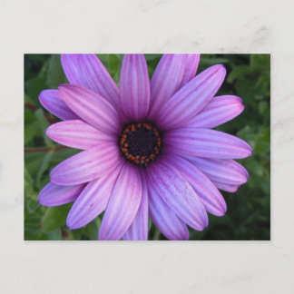 Cartão Postal Cartão-postal bonito Aster Flower