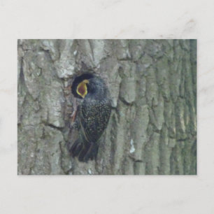 Cartão Postal Cartão-postal Bonito com Youngling DIY