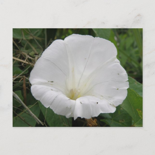 Cartão Postal Cartão-postal bonito de Flor Convolúvel Branco (Frente)