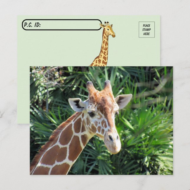 Cartão Postal Cartão-postal Bonito Girafa (Frente/Verso)