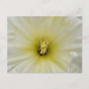 Cartão Postal Cartão-postal bonito Pale Daffodil